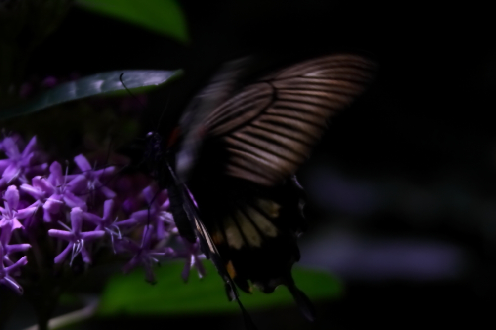 2012 08 03 9999 52